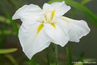 Iris Higo Fatima Go Aru